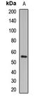 CD200 Molecule antibody, LS-C668626, Lifespan Biosciences, Western Blot image 