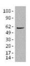 IKAROS Family Zinc Finger 3 antibody, 14-5789-80, Invitrogen Antibodies, Western Blot image 