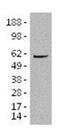 IKAROS Family Zinc Finger 3 antibody, 14-5789-80, Invitrogen Antibodies, Western Blot image 