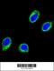 Coiled-Coil Alpha-Helical Rod Protein 1 antibody, 63-503, ProSci, Immunofluorescence image 