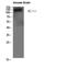 Collagen Type IV Alpha 1 Chain antibody, STJ98598, St John