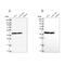 Mitochondrial Ribosomal Protein S9 antibody, PA5-61750, Invitrogen Antibodies, Western Blot image 