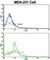 Nucleoporin 62 antibody, abx033433, Abbexa, Western Blot image 