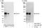 Dachshund homolog 1 antibody, A303-555A, Bethyl Labs, Western Blot image 