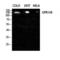 G Protein-Coupled Receptor 158 antibody, LS-C383772, Lifespan Biosciences, Western Blot image 