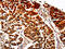 Aldose reductase antibody, CSB-PA078927, Cusabio, Immunohistochemistry paraffin image 