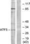 Activating Transcription Factor 5 antibody, TA312342, Origene, Western Blot image 