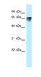 Thyroid Hormone Receptor Alpha antibody, orb333849, Biorbyt, Western Blot image 