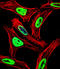 EWS RNA Binding Protein 1 antibody, LS-C167854, Lifespan Biosciences, Immunofluorescence image 