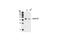 Cyclin D1 antibody, 2922S, Cell Signaling Technology, Western Blot image 