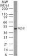 Regulator Of G Protein Signaling 11 antibody, NB100-56658, Novus Biologicals, Western Blot image 