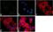 Eukaryotic Translation Initiation Factor 2 Subunit Alpha antibody, AHO1182, Invitrogen Antibodies, Immunofluorescence image 