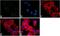 Eukaryotic translation initiation factor 2 subunit 1 antibody, AHO1182, Invitrogen Antibodies, Immunofluorescence image 