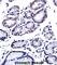 G3BP Stress Granule Assembly Factor 1 antibody, abx027606, Abbexa, Western Blot image 