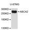 ATP Binding Cassette Subfamily A Member 2 antibody, 23-858, ProSci, Western Blot image 