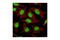 Small Ubiquitin Like Modifier 1 antibody, 4930T, Cell Signaling Technology, Immunofluorescence image 