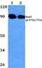 Signal Transducer And Activator Of Transcription 5A antibody, PA5-36767, Invitrogen Antibodies, Western Blot image 