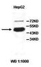 PHD Finger Protein 10 antibody, orb78010, Biorbyt, Western Blot image 