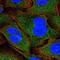 SNF8 Subunit Of ESCRT-II antibody, NBP2-32449, Novus Biologicals, Immunofluorescence image 