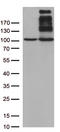 Von Willebrand Factor antibody, TA803275AM, Origene, Western Blot image 