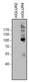 Glutamate Metabotropic Receptor 4 antibody, 720280, Invitrogen Antibodies, Western Blot image 