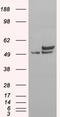 Non-POU Domain Containing Octamer Binding antibody, LS-B4329, Lifespan Biosciences, Western Blot image 