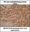 TNF Receptor Superfamily Member 18 antibody, NBP2-50337, Novus Biologicals, Immunohistochemistry frozen image 