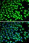 SUFU Negative Regulator Of Hedgehog Signaling antibody, 22-465, ProSci, Immunofluorescence image 