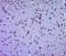 Zinc Finger CCCH-Type Containing 12C antibody, orb186615, Biorbyt, Immunohistochemistry paraffin image 