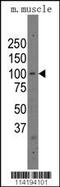 Poly(ADP-Ribose) Polymerase Family Member 12 antibody, 62-235, ProSci, Western Blot image 