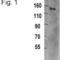 Tripartite Motif Containing 33 antibody, MA1-801, Invitrogen Antibodies, Western Blot image 