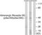 Adrenoceptor Beta 2 antibody, LS-C198599, Lifespan Biosciences, Western Blot image 