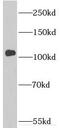 Integrator Complex Subunit 4 antibody, FNab04362, FineTest, Western Blot image 