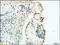 PD-L1 antibody, 251474, Abbiotec, Immunohistochemistry paraffin image 