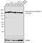 Early Endosome Antigen 1 antibody, PA1-063A, Invitrogen Antibodies, Western Blot image 
