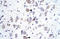 Homeobox A1 antibody, orb329793, Biorbyt, Immunohistochemistry paraffin image 