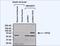 Spectrin Repeat Containing Nuclear Envelope Protein 1 antibody, NBP2-22477, Novus Biologicals, Western Blot image 