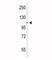 EPH Receptor A2 antibody, F50561-0.4ML, NSJ Bioreagents, Western Blot image 