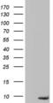 Pyrin Domain Containing 1 antibody, LS-C798071, Lifespan Biosciences, Western Blot image 