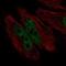 Hes Family BHLH Transcription Factor 7 antibody, PA5-64475, Invitrogen Antibodies, Immunofluorescence image 