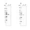 Nicotinate Phosphoribosyltransferase antibody, NBP1-87243, Novus Biologicals, Western Blot image 