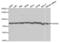 Heat Shock Protein Family A (Hsp70) Member 8 antibody, abx001931, Abbexa, Western Blot image 