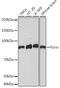 Furin, Paired Basic Amino Acid Cleaving Enzyme antibody, 24-035, ProSci, Western Blot image 