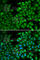 RNA Binding Fox-1 Homolog 3 antibody, A0951, ABclonal Technology, Immunofluorescence image 