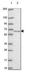 Target Of EGR1, Exonuclease antibody, NBP2-49587, Novus Biologicals, Western Blot image 