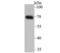Sorting Nexin 1 antibody, NBP2-75670, Novus Biologicals, Western Blot image 