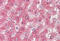 C-Reactive Protein antibody, MBS246083, MyBioSource, Immunohistochemistry frozen image 