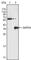 RAK antibody, abx015865, Abbexa, Western Blot image 