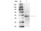 GATA Binding Protein 4 antibody, M00499, Boster Biological Technology, Western Blot image 