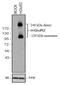 Glutamate Metabotropic Receptor 2 antibody, 702592, Invitrogen Antibodies, Western Blot image 